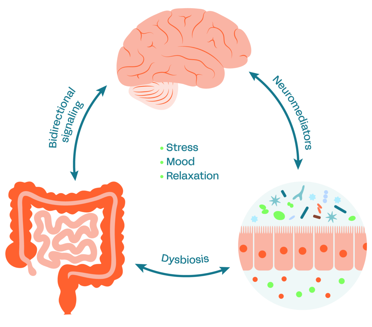 GABA Probiotic Verb Biotics gaba-probiotic-verb-biotics