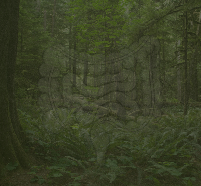ecology of the human gut