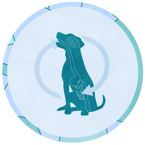 GABA Pet LP815 | Verb Biotics