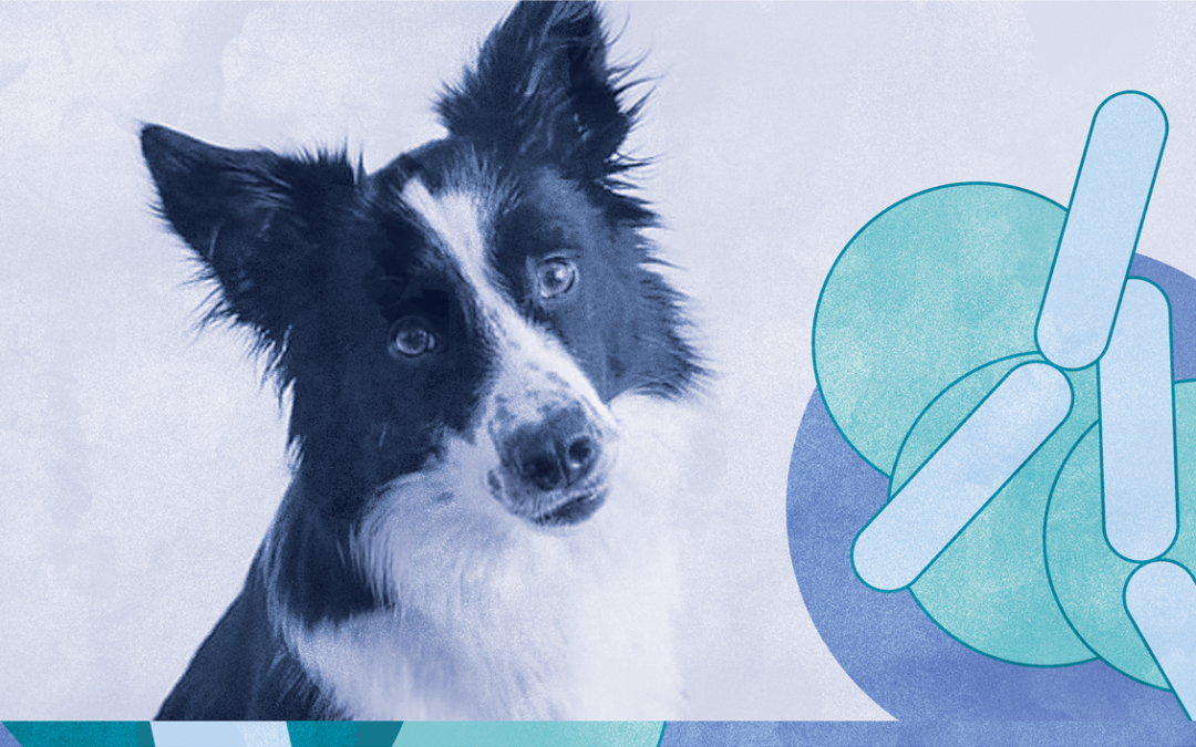 Gut Feeling: Calming Canine Anxiety with Microbiome Support