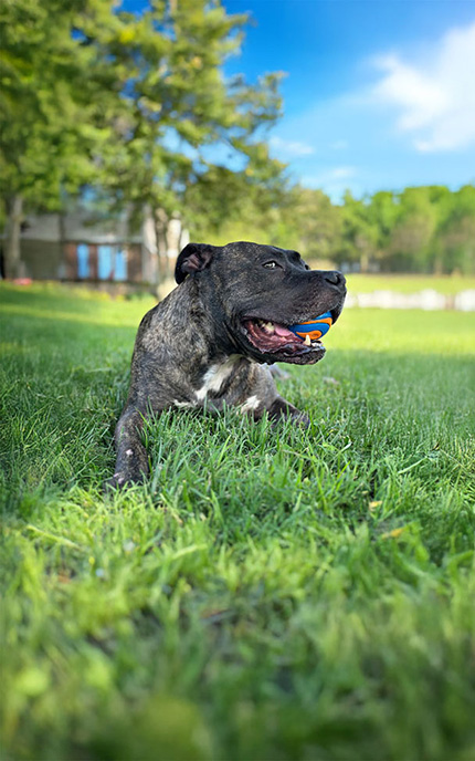LP815 for canines supports less nerves and more playful energy