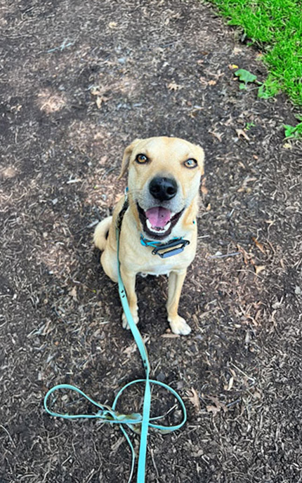 LP815 helps dogs feel less reactive