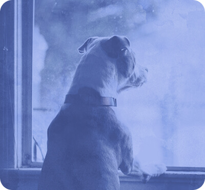 Short haired dog looking out of the house window.
