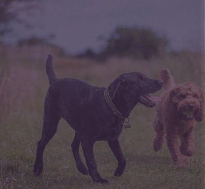 How Pet Brands Are Quietly Getting Ahead in Calming Supplements