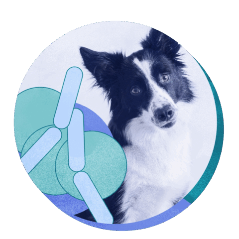 Canine Anxiety Support: Research-Backed Solutions | Verb Biotics