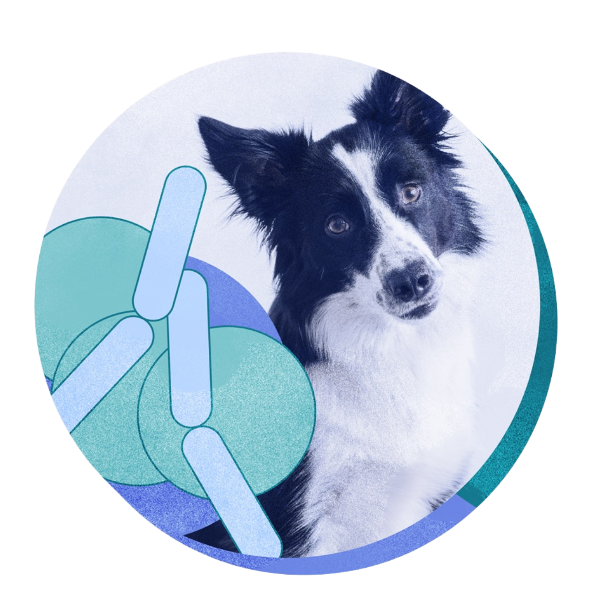 black and white dog in a circle frame